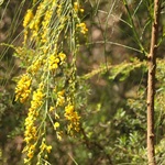 Native-Broom-PHOTO-ivanmargitta