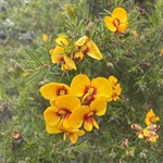 Parrott-Pea-PHOTO-philipgriffin