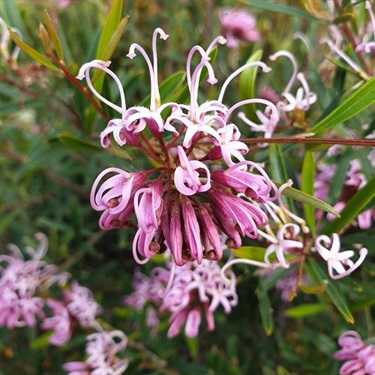 Pink-Spider-Flower-PHOTO-shelomidoyle
