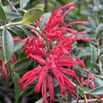 Red-Spider-Flower-PHOTO-planetary_botanist