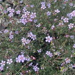Rosy-Baeckea-PHOTO-timbawden
