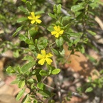Rough-Guinea-Flower-PHOTO-ljb2020