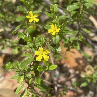 Rough-Guinea-Flower-PHOTO-ljb2020