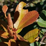 Rusty-Banksia-PHOTO-philippagordon