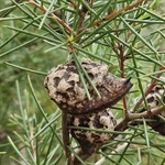Silky-Hakea-PHOTO-ronavery