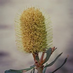 Silver-Banksia-PHOTO-jenncxoxo