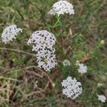 Slender-Riceflower-PHOTO-wandererliz