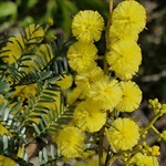 Sunshine-Wattle-PHOTO-ronavery