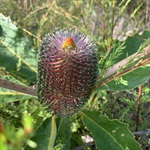 Swamp-Banksia-PHOTO-geminiflora