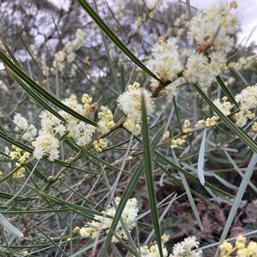 Sweet-Wattle-PHOTO-baysidevol