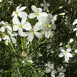 Wedding-Bush-PHOTO-shirleymclaran