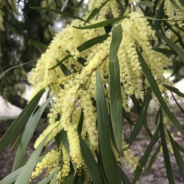 White-Sally-Wattle-PHOTO-nsparkey