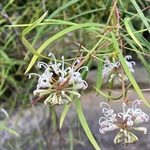 White-Spider-Flower-PHOTO-ku-ring-guy.