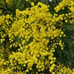 Black-Wattle-PHOTO-porcoespinho15