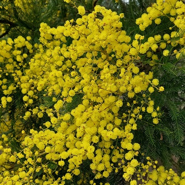 Black-Wattle-PHOTO-porcoespinho15