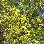 03-Parramatta-Wattle-PHOTO-Petra-Holland