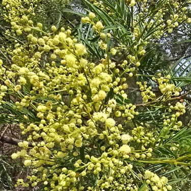 Parramatta-Wattle-PHOTO-Petra-Holland