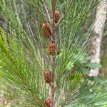 Black-She-oak