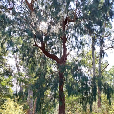Forest-She-oak-PHOTO-superbum2