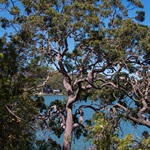 Sydney-Red-Gum-PHOTO-Erik-Schlogl
