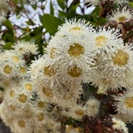 Dwarf-Apple-PHOTO-Margaret-Sky