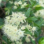Grey-Myrtle-PHOTO-Lincoln-De-Kalb