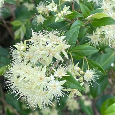 Grey-Myrtle-PHOTO-Lincoln-De-Kalb
