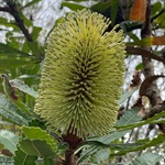 Old-Man-Banksia-PHOTO-Roger-Latham