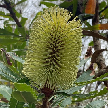 Old-Man-Banksia-PHOTO-Roger-Latham