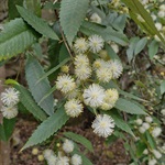 Black-Wattle-PHOTO-Philippa-Gordon