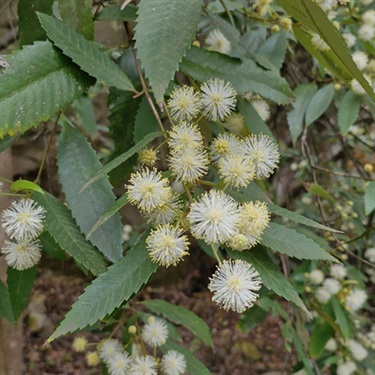 Black-Wattle-PHOTO-Philippa-Gordon