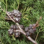 Oyster-Bay-Pine-PHOTO-Tiffany-Kosch