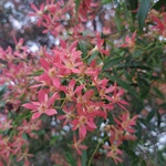 Christmas-Bush-PHOTO-cek_