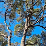 Red-Bloodwood-PHOTO-Sam