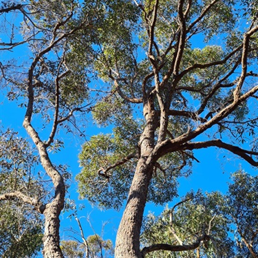 Red-Bloodwood-PHOTO-Sam