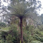Rough-Tree-Fern-PHOTO-Reiner-Richter