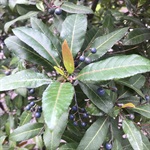 Blueberry-Ash-PHOTO-Morag