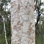 Scribbly-Gum-PHOTO-Dean-Nicolle