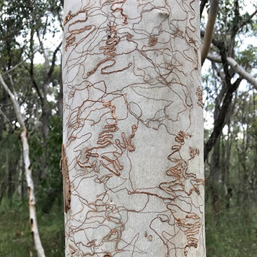 Scribbly-Gum-PHOTO-Dean-Nicolle