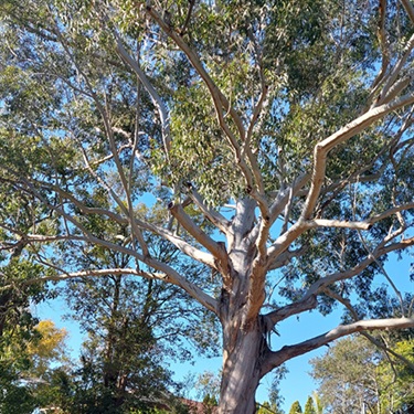 Blackbutt-PHOTO-superbum2