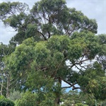 Peppermint-Gum-PHOTO-karobarling