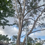 Grey-Gum-PHOTO-superbum2