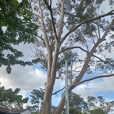 Grey-Gum-PHOTO-superbum2