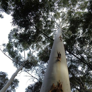 Blue-Gum-PHOTO-Haven-B