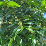 Cheese-Tree-PHOTO-Dargaville