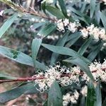 Willow-Hakea-PHOTO-Arturo