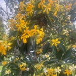 Native-Frangipani-PHOTO-Mark