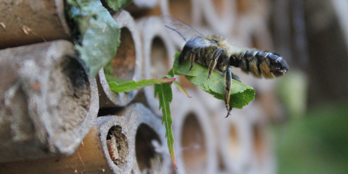 bee-hotels