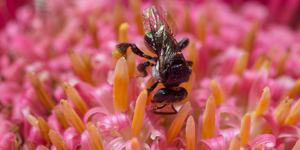 native bees Tetragonula carbonaria