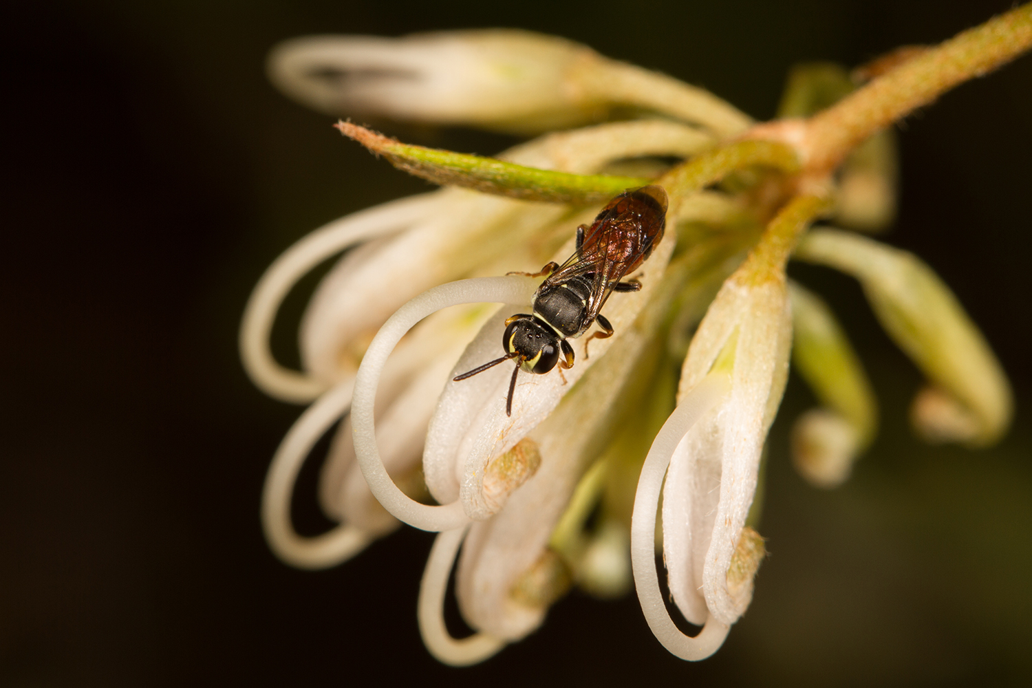 Native bees